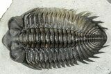 Multi-Toned Coltraneia Trilobite Fossil - Huge Faceted Eyes #311146-1